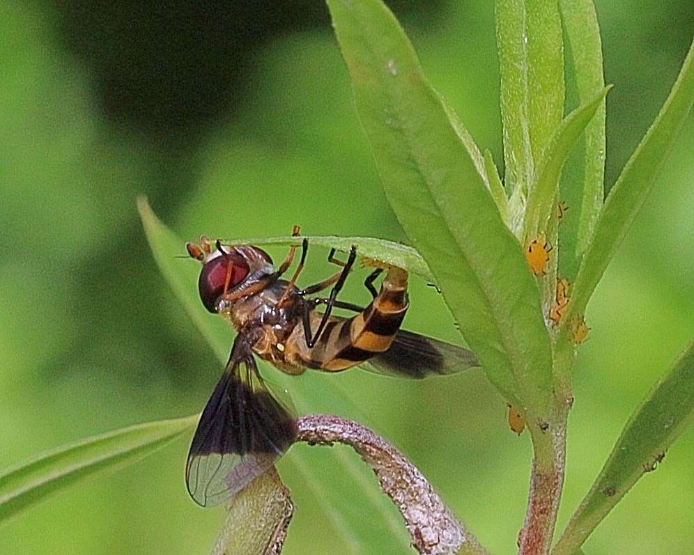 Sivun Dideopsis aegrota (Fabricius 1805) kuva