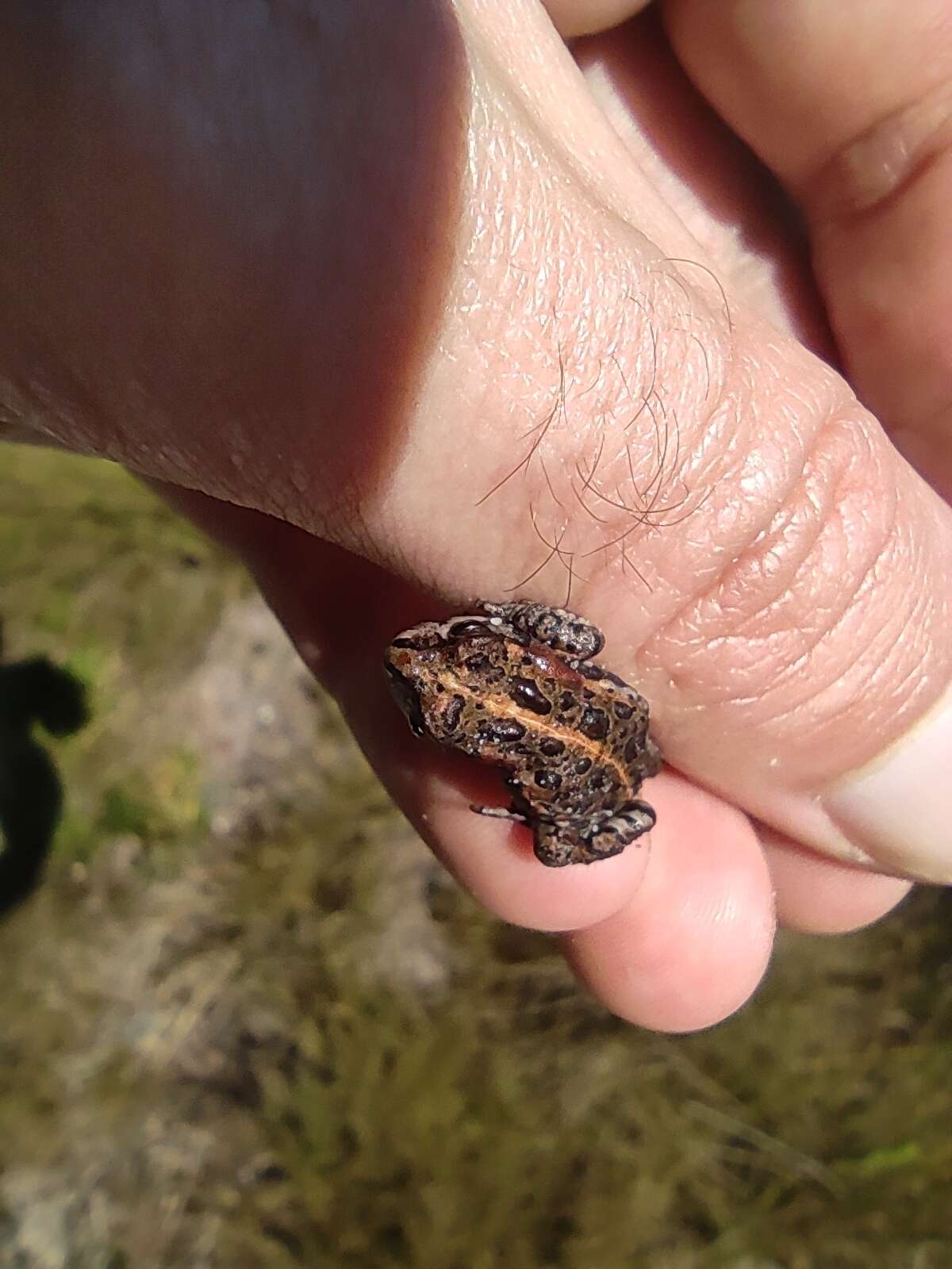 Image of Capensibufo magistratus Channing, Measey, De Villiers, Turner & Tolley 2017