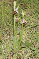 Image of Ophrys fuciflora subsp. candica E. Nelson ex Soó