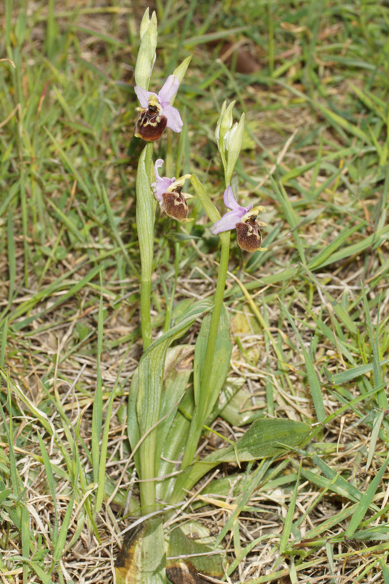 Image of Ophrys fuciflora subsp. candica E. Nelson ex Soó