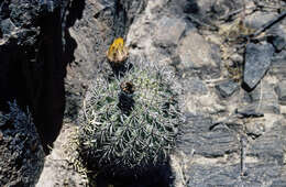 Imagem de Echinopsis thionantha (Speg.) Werderm.