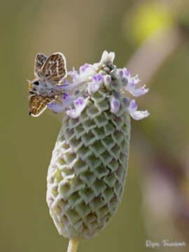 Image of Grey-veined Grass Dart