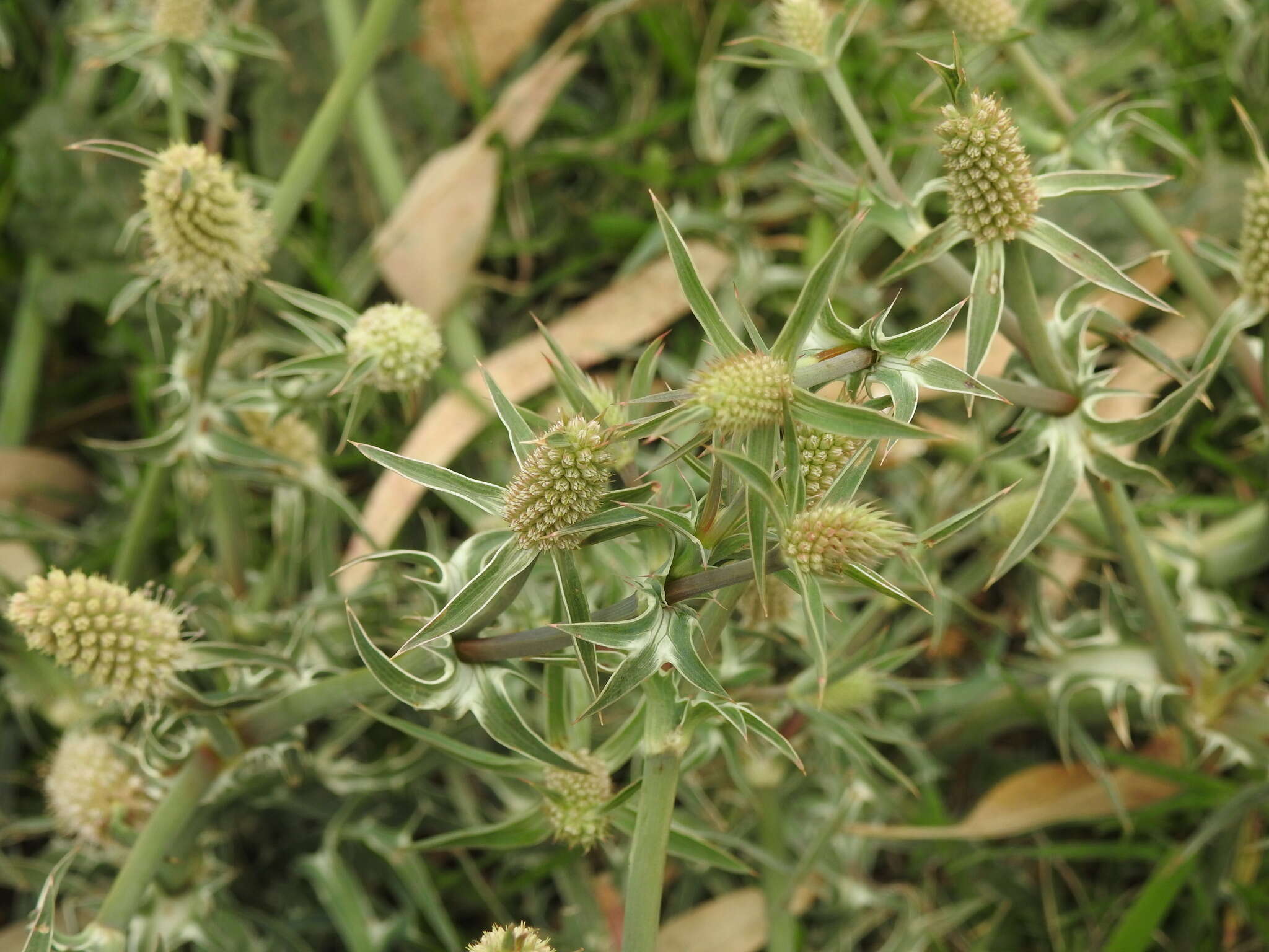 Eryngium coronatum Hook. & Arn. resmi