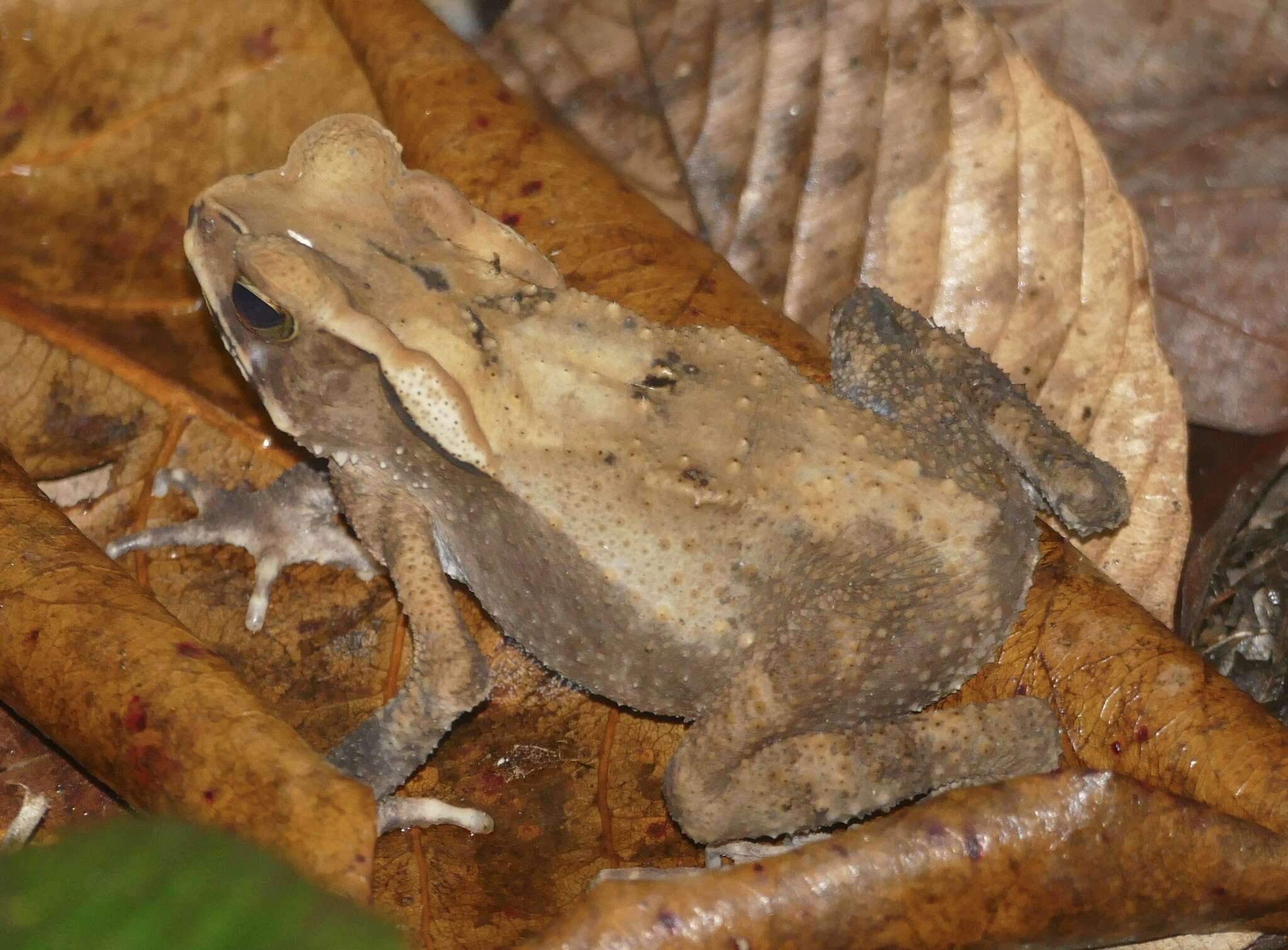 Image of Sulawesian Toad