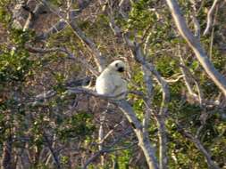 Image of Decken's Sifaka