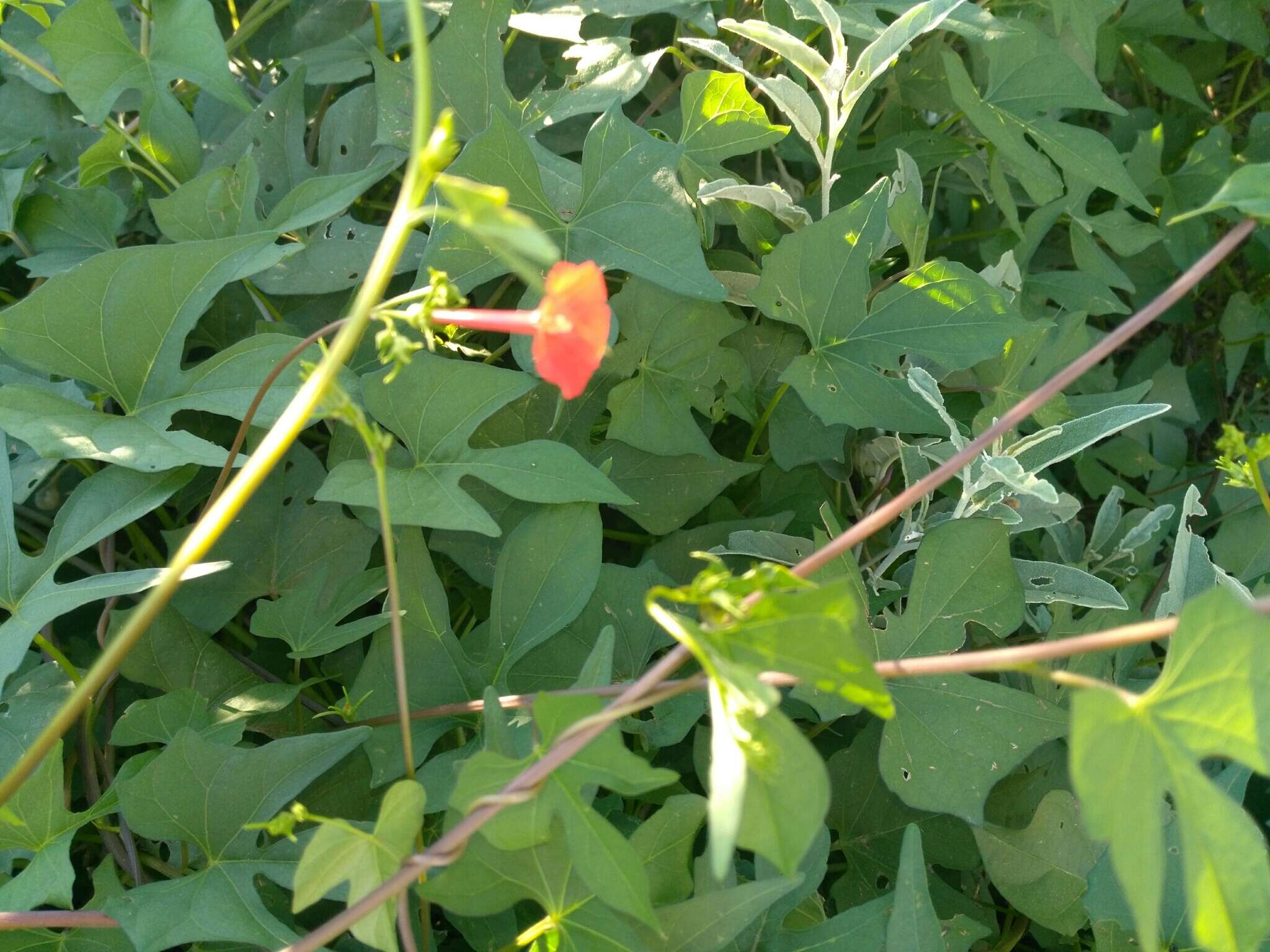 Слика од Ipomoea cristulata Hall. fil.