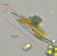 Plancia ëd Entomoneis paludosa