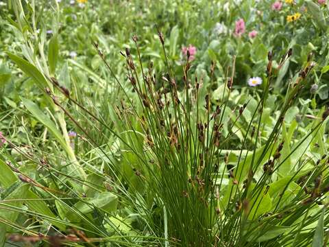 Слика од Juncus drummondii E. Mey.