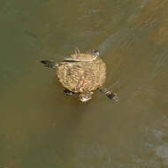 Image of Australian Saw Shelled Turtles