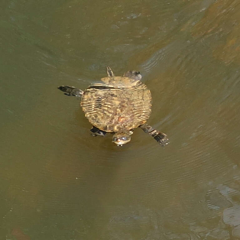 Image of Australian Saw Shelled Turtles