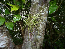 Image of Croton urucurana Baill.