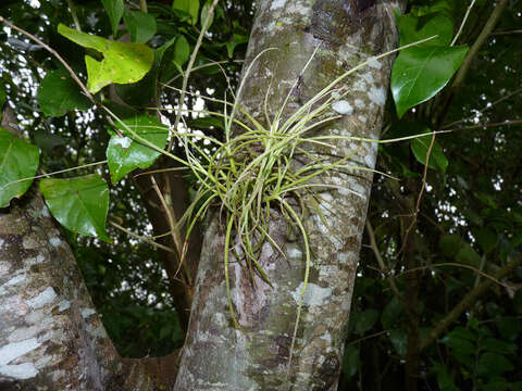 Imagem de Croton urucurana Baill.