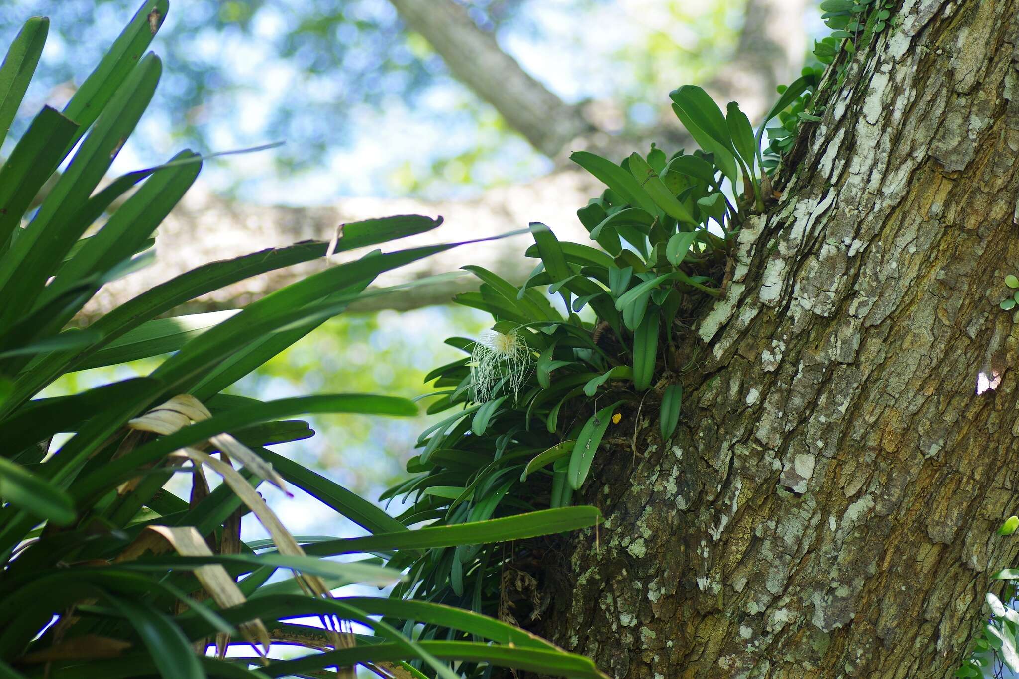 Image of Medusa's Bulbophyllum