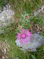 Image of singleflower knapweed