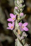 Image of Zieria veronicea (F. Müll.) Benth.