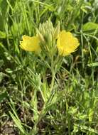 Oenothera pilosella subsp. sessilis (Pennell) G. B. Straley的圖片