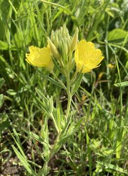 Слика од Oenothera pilosella subsp. sessilis (Pennell) G. B. Straley