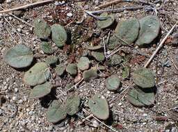 Image of desert sand verbena