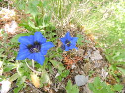 Gentiana ligustica R. de Vilmorin & Chopinet的圖片