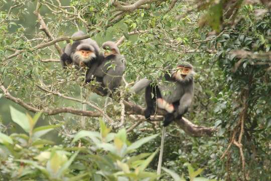 Image of Gray-shanked Douc Langur