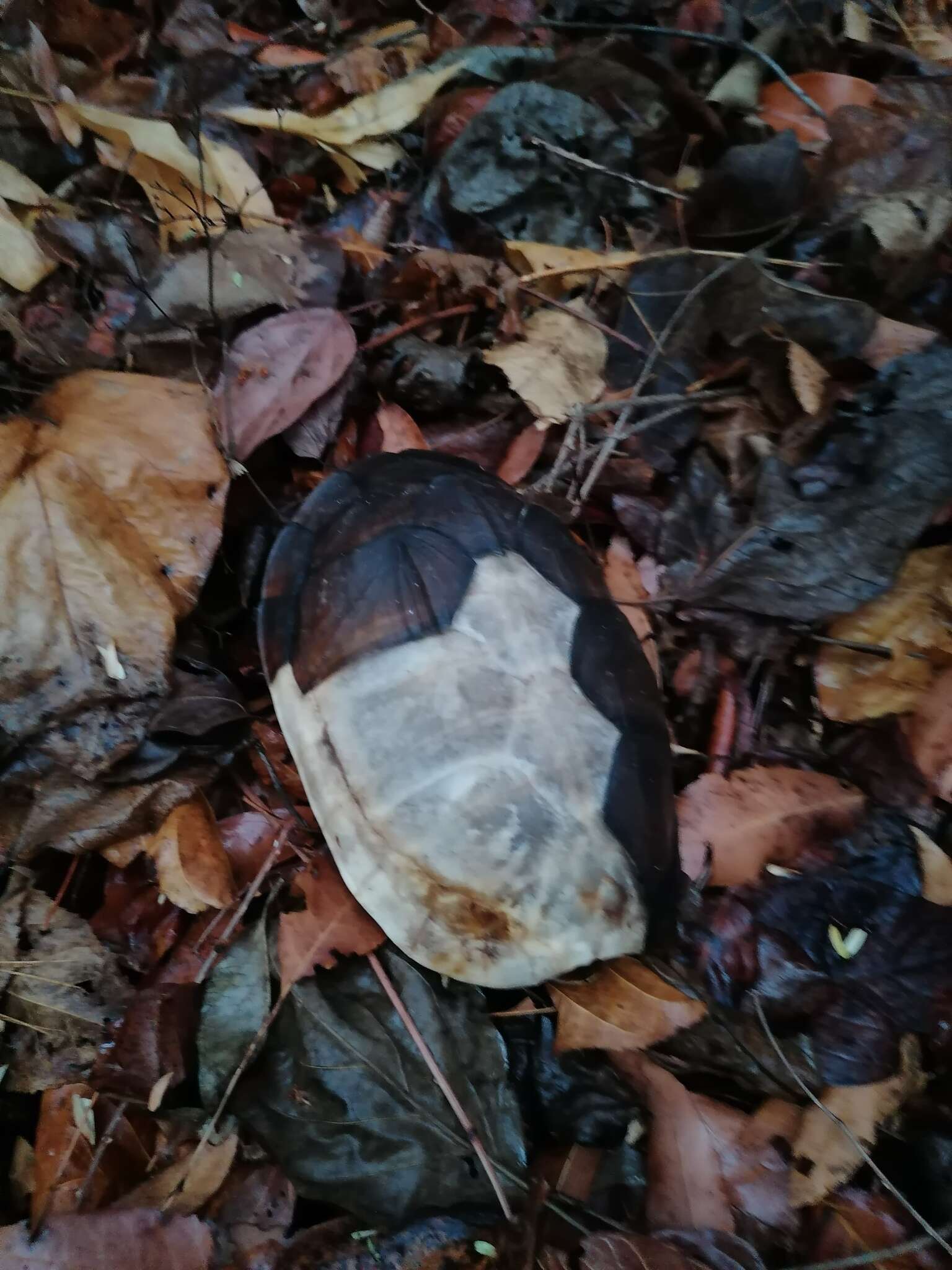 Image of Oaxaca Mud Turtle