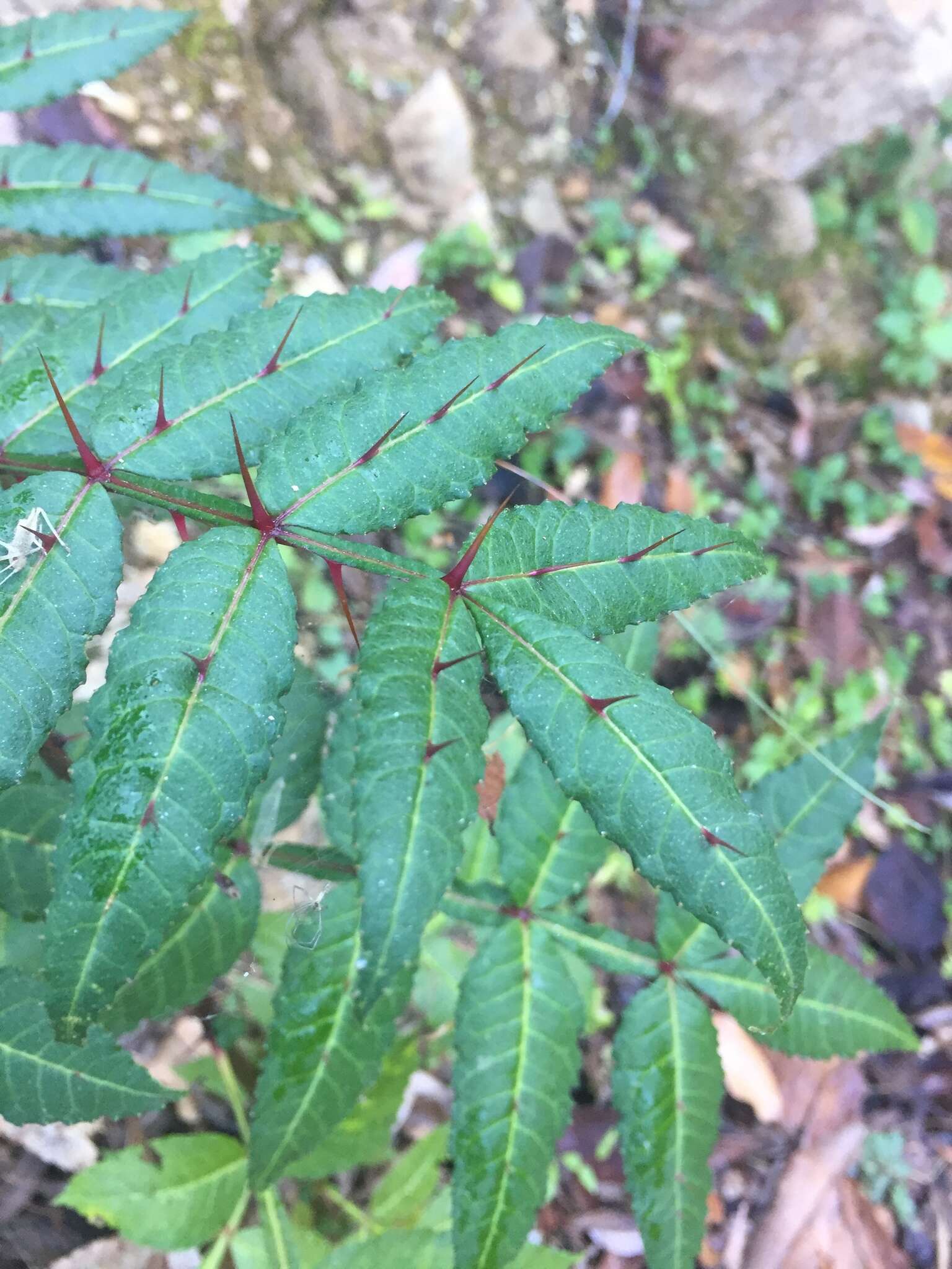 Plancia ëd Zanthoxylum armatum DC.