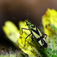 Image of Macrotylus essigi Van Duzee 1916