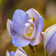 Image of Thelymitra silena D. L. Jones