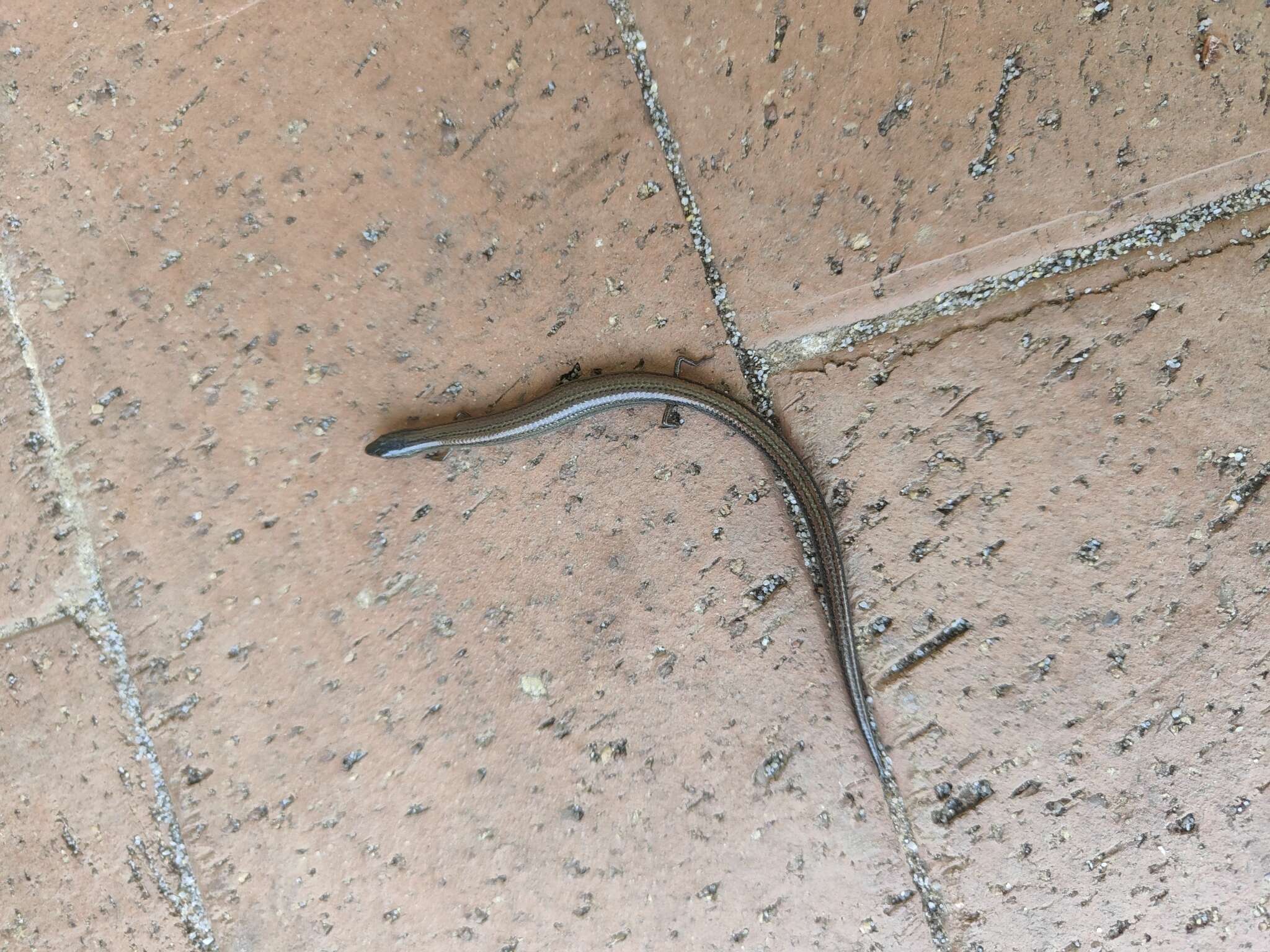 Image of Two-toed Earless Skink