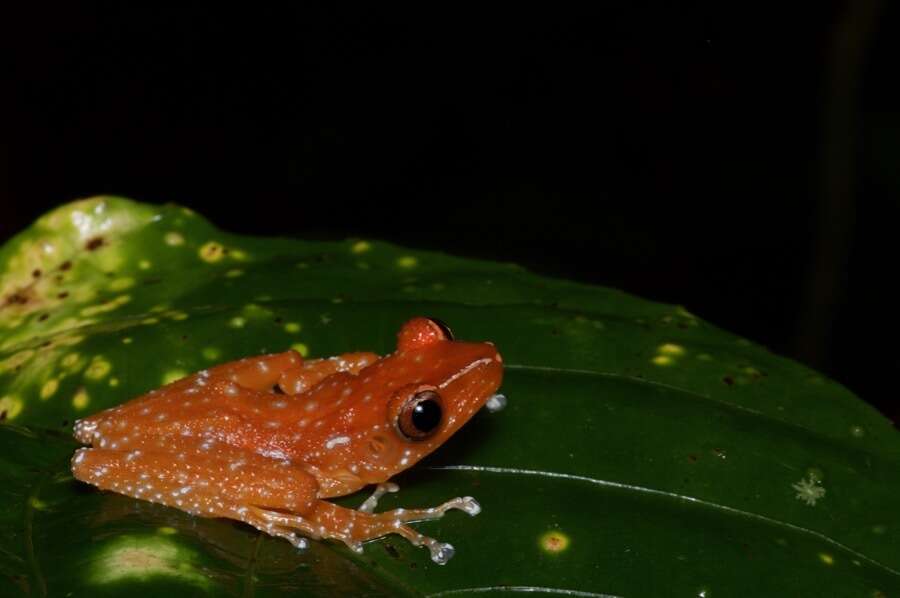 Слика од Nyctixalus pictus (Peters 1871)