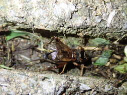 Image of Cricket