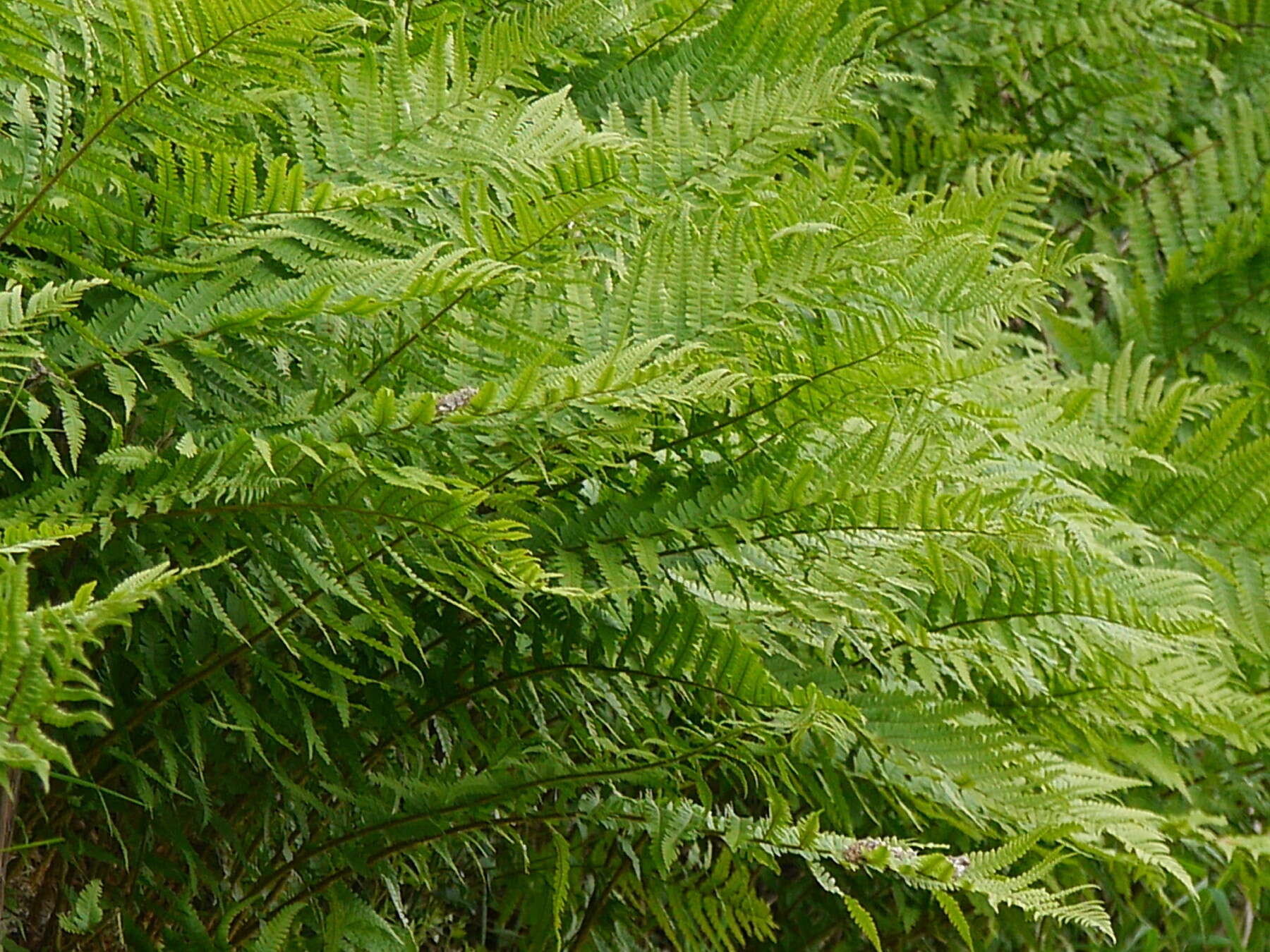 Sivun Dryopteris filix-mas subsp. filix-mas kuva