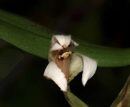 Image of Maxillaria embreei Dodson