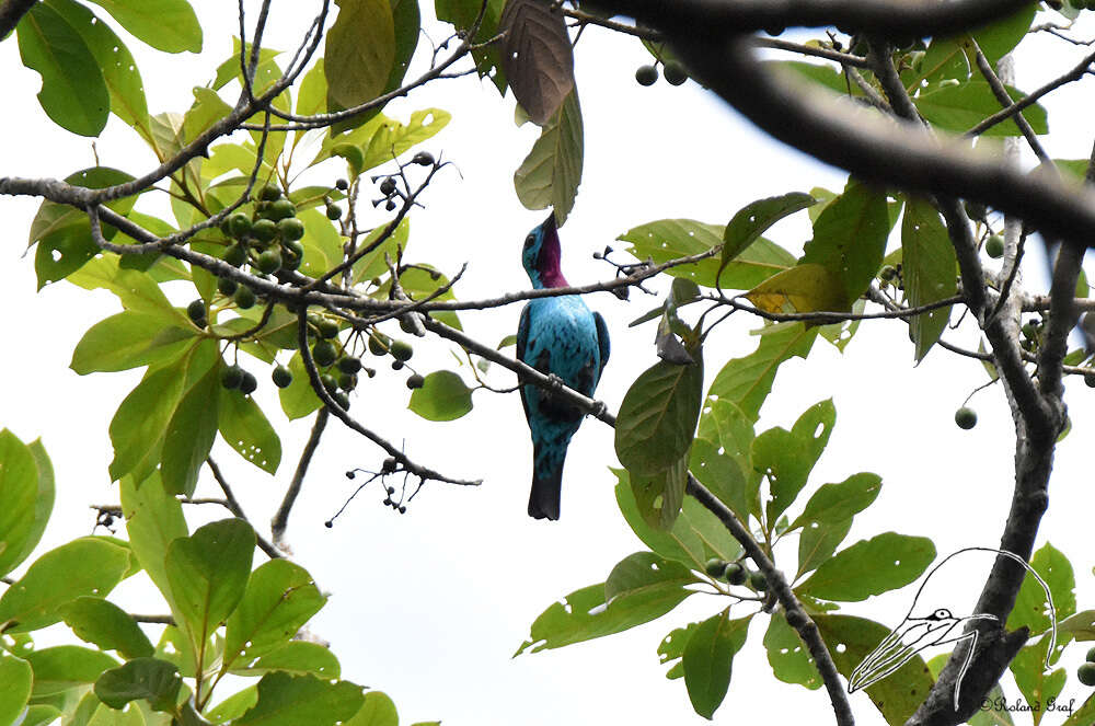 Слика од Cotinga cayana (Linnaeus 1766)