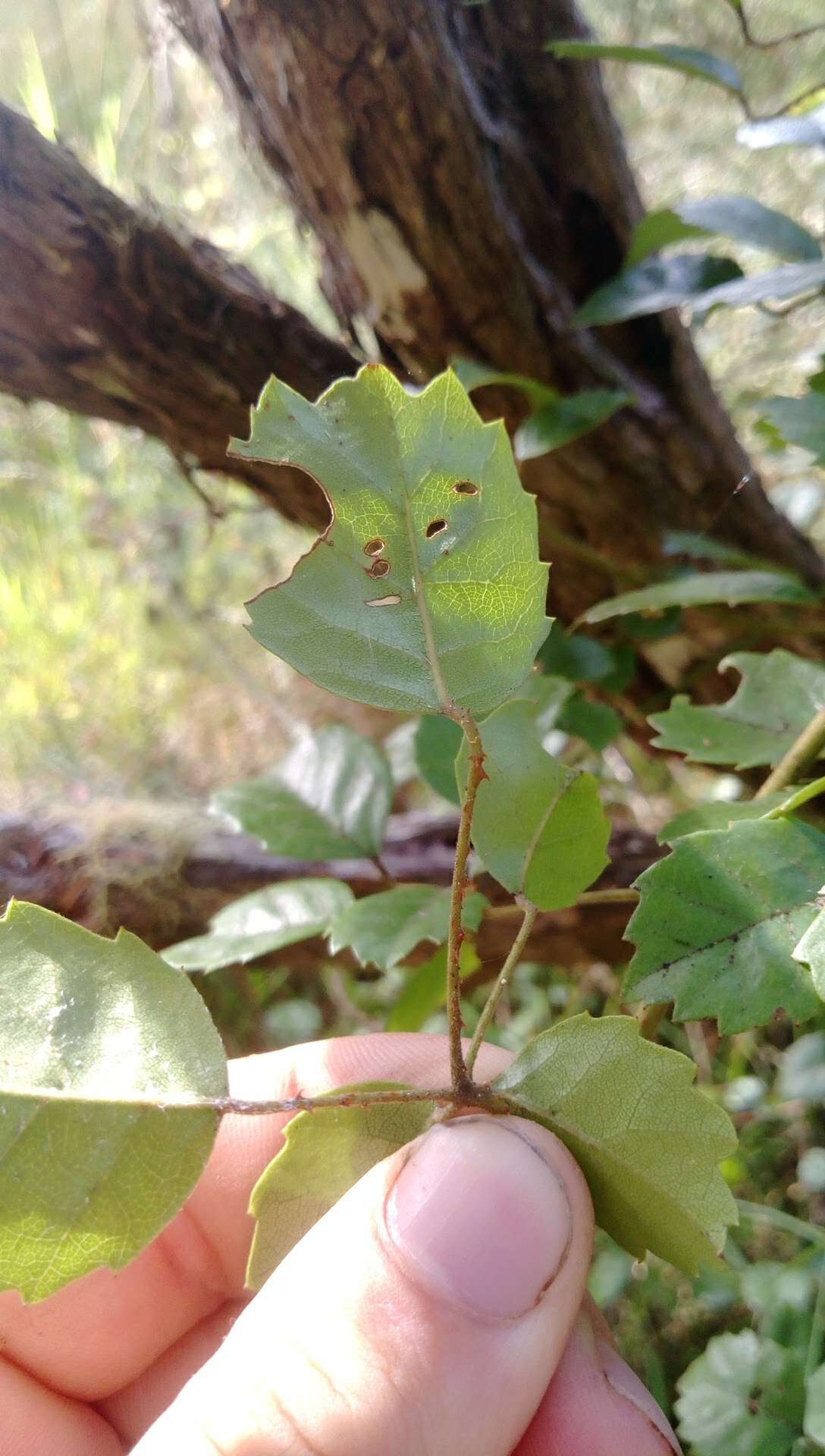 Rubus australis Forst. fil. resmi