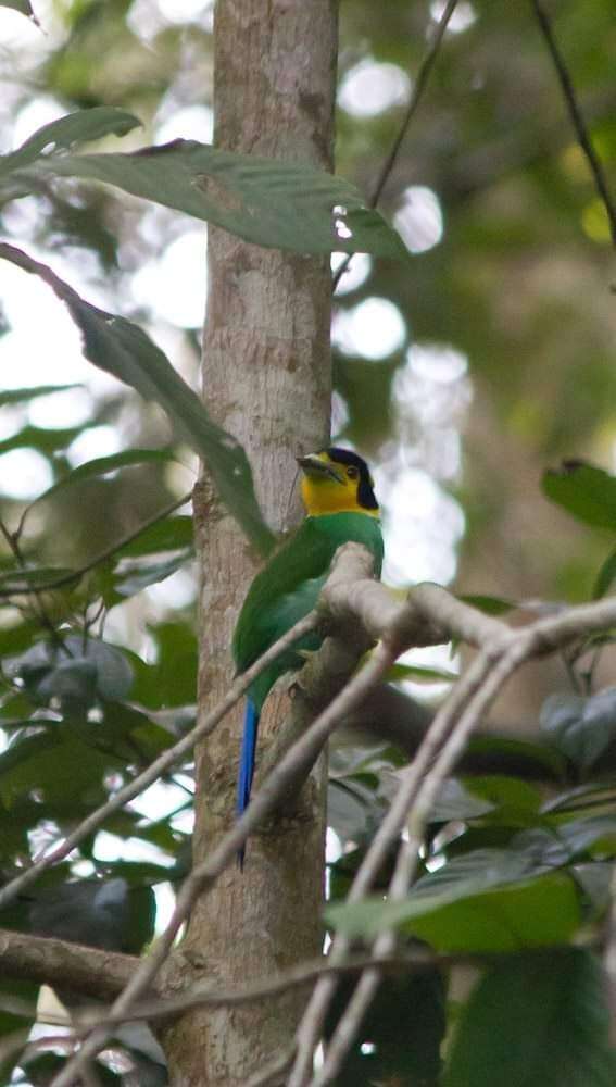 Psarisomus dalhousiae cyanicauda Riley 1935 resmi