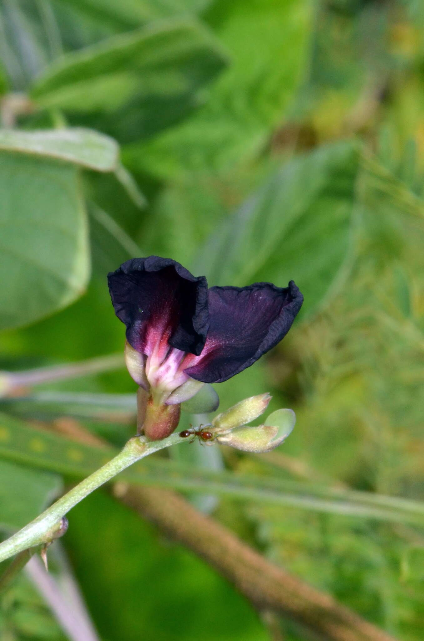 Macroptilium atropurpureum (DC.) Urb. resmi