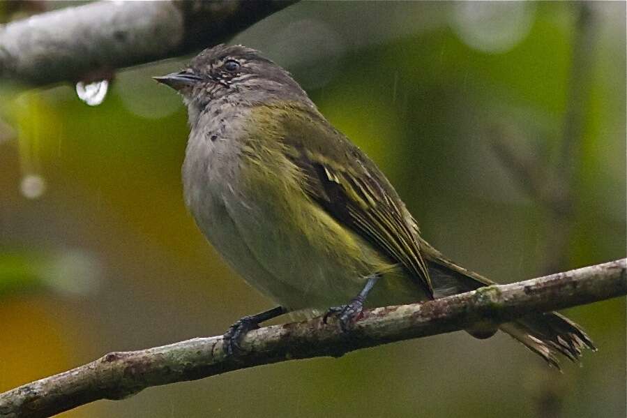 Image of Gray-capped Tyrannulet