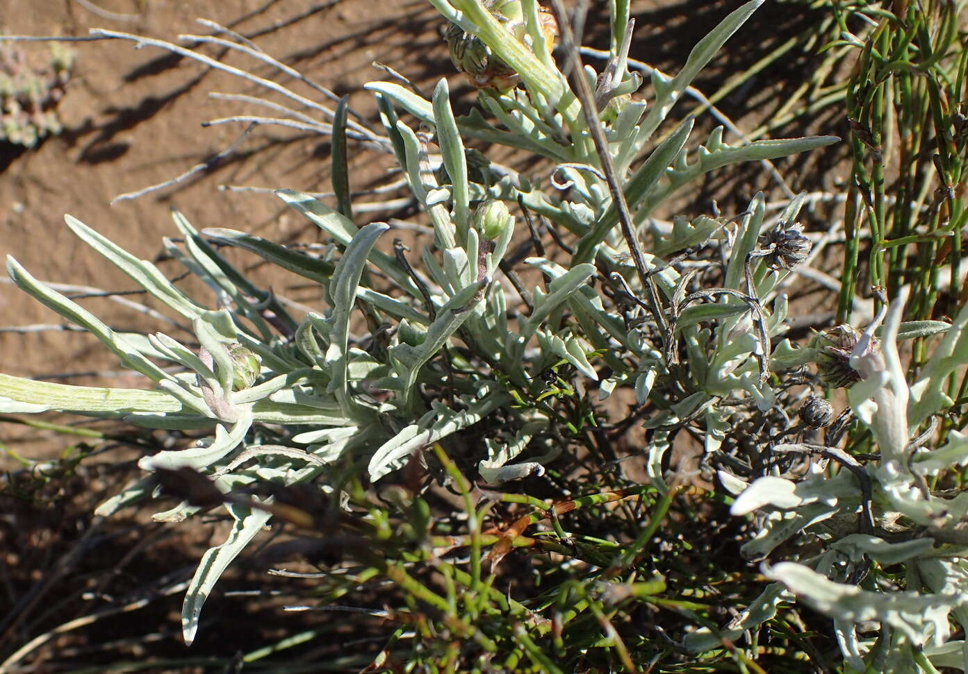 Image of Spear African Daisy