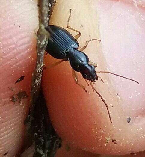 Image of Ground beetle