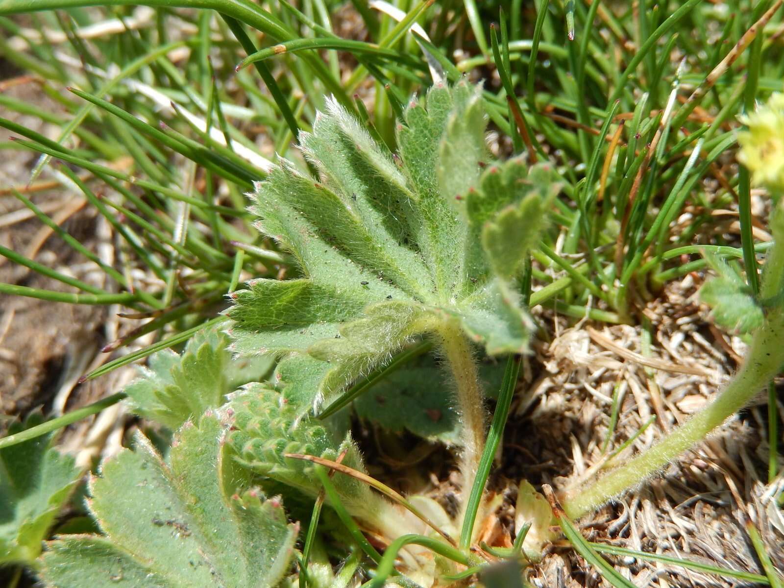 صورة Alchemilla glaucescens Wallr.