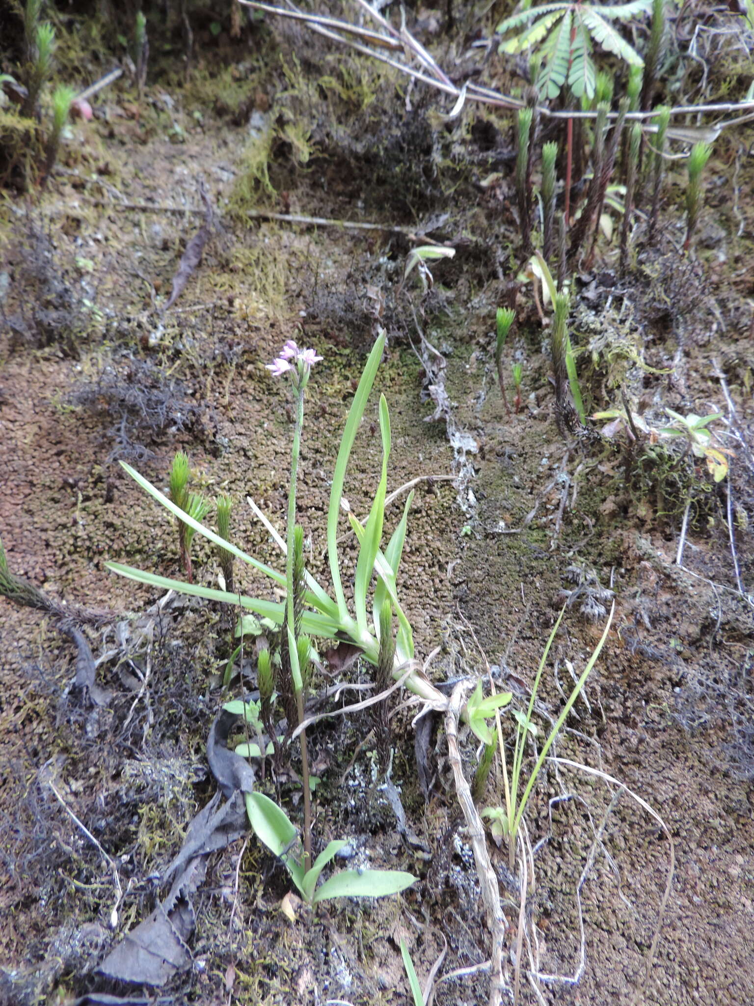 Plancia ëd Cynorkis anacamptoides Kraenzl.