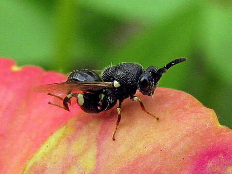 Image de Brachymeria minuta (Linnaeus 1767)