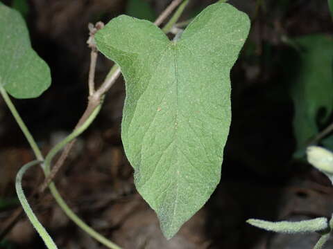 Image de Calystegia catesbeiana Pursh