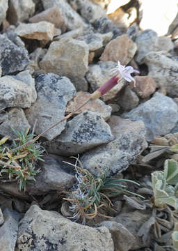 Image of Dianthus pungens subsp. brachyanthus (Boiss.) Bernal, Fernández Casas, G. López, M. Laínz & Muñoz Garmendia