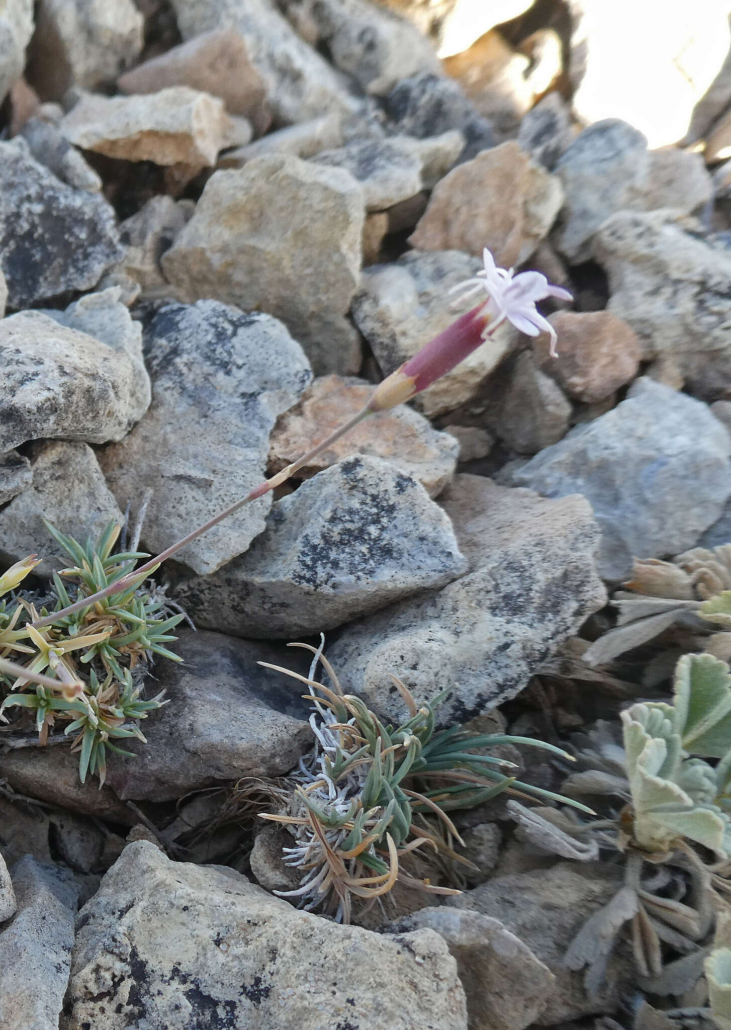 Слика од Dianthus pungens subsp. brachyanthus (Boiss.) Bernal, Fernández Casas, G. López, M. Laínz & Muñoz Garmendia