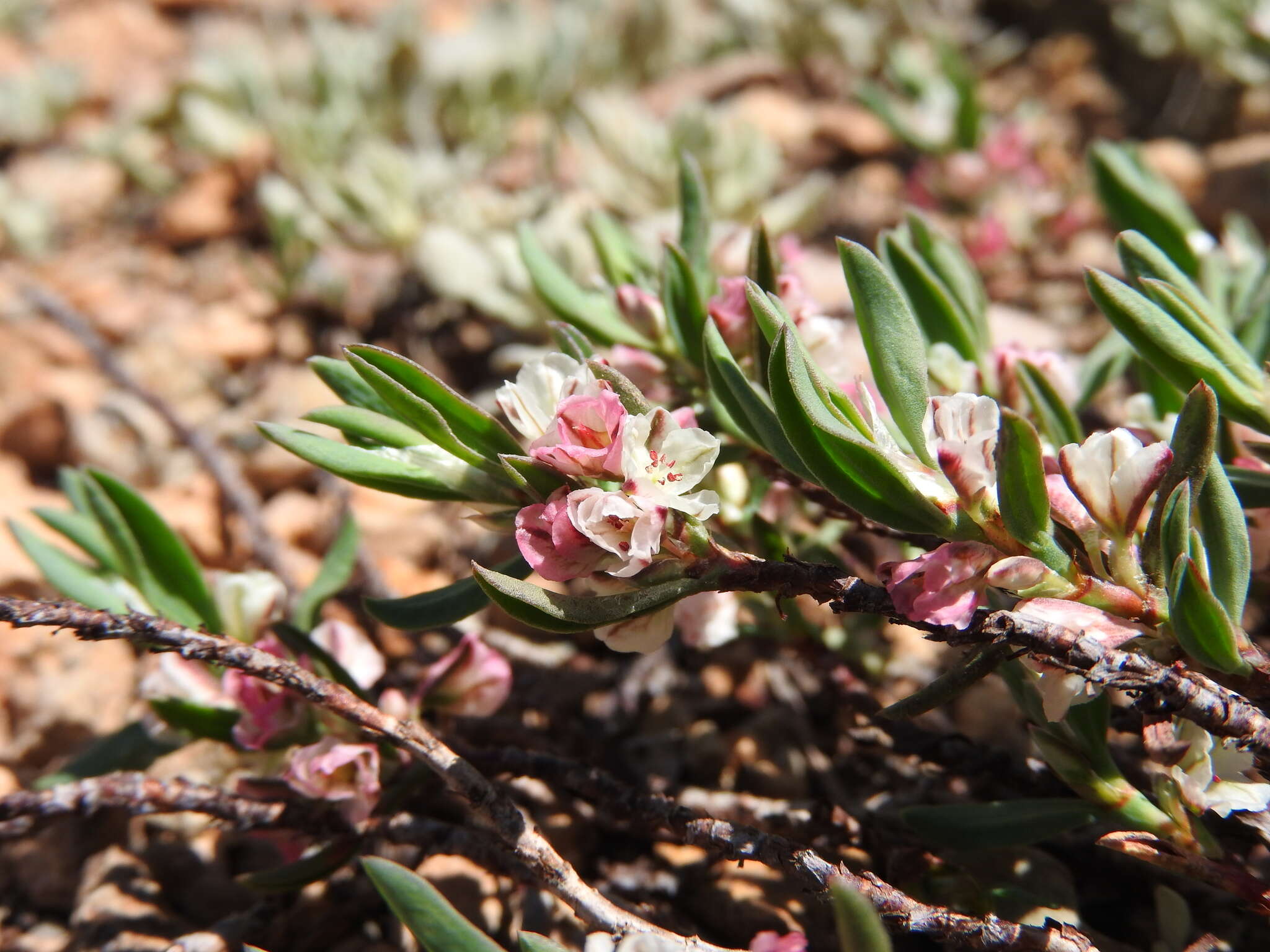 Plancia ëd Polygonum shastense Brewer ex A. Gray