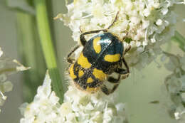 Image of Trichodes ornatus hartwegianus A. White 1849