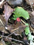 Plancia ëd Mycena ura Segedin 1991