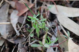 Image of Centipeda cunninghamii (DC.) A. Braun & Aschers.